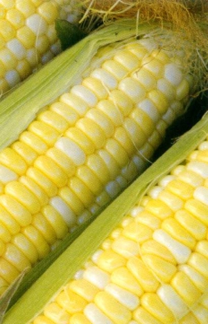 Manufacturers Exporters and Wholesale Suppliers of Yellow Corn Sugar Mumbai Maharashtra